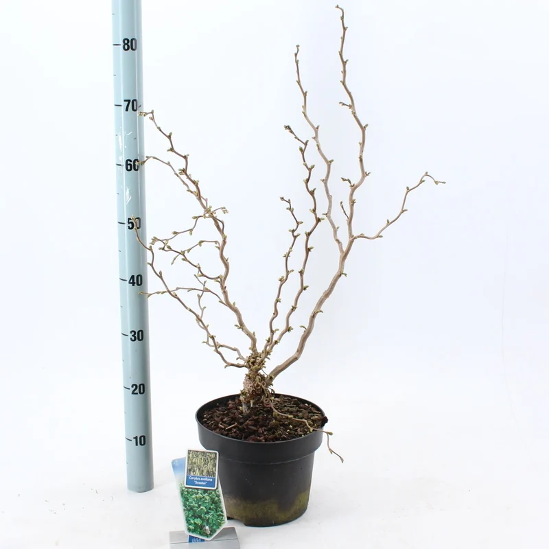 Corylus a. 'Scooter' C5 (5 liters kruka) 60-70 cm