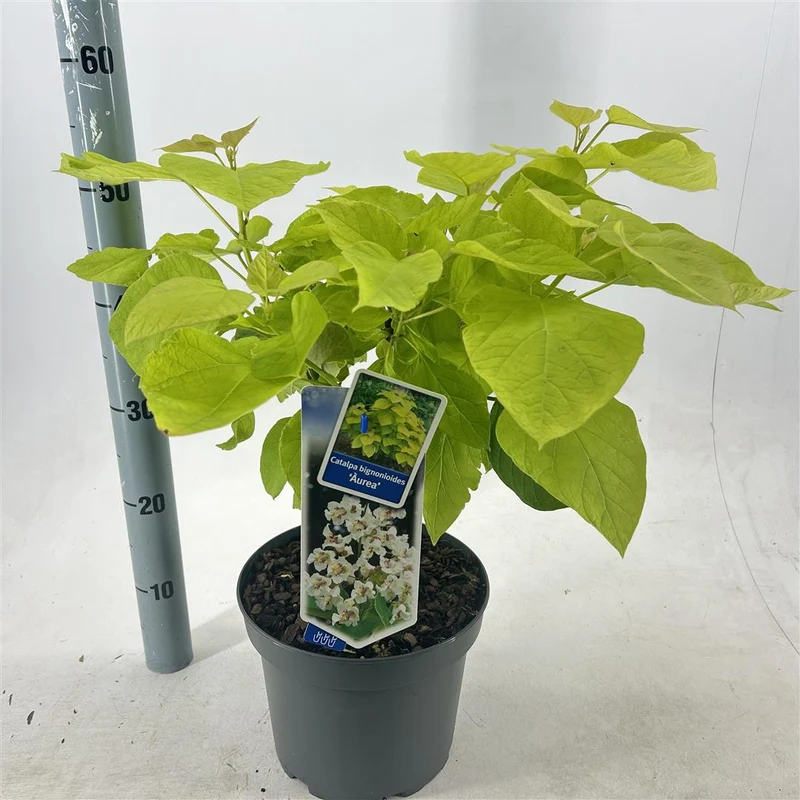 Catalpa bungei C5 (5 liters kruka) 40-50 cm