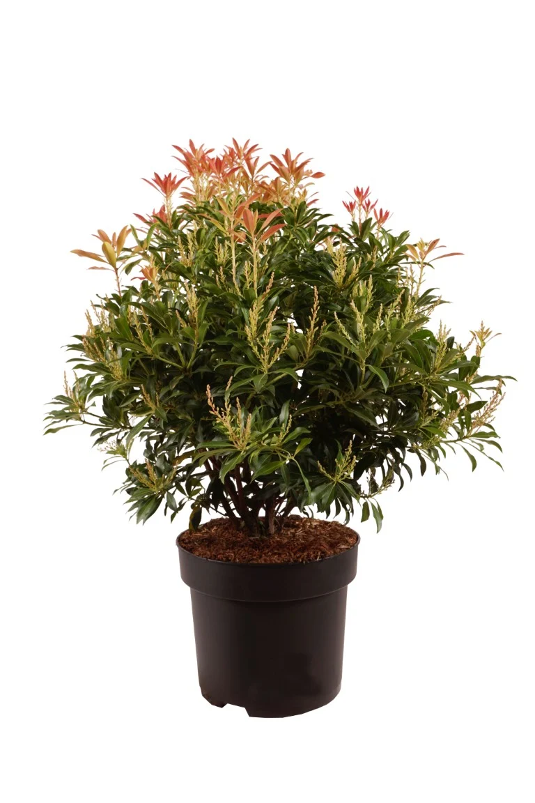 Pieris 'Forest Flame' C10 (10 liters kruka) 50-60 cm