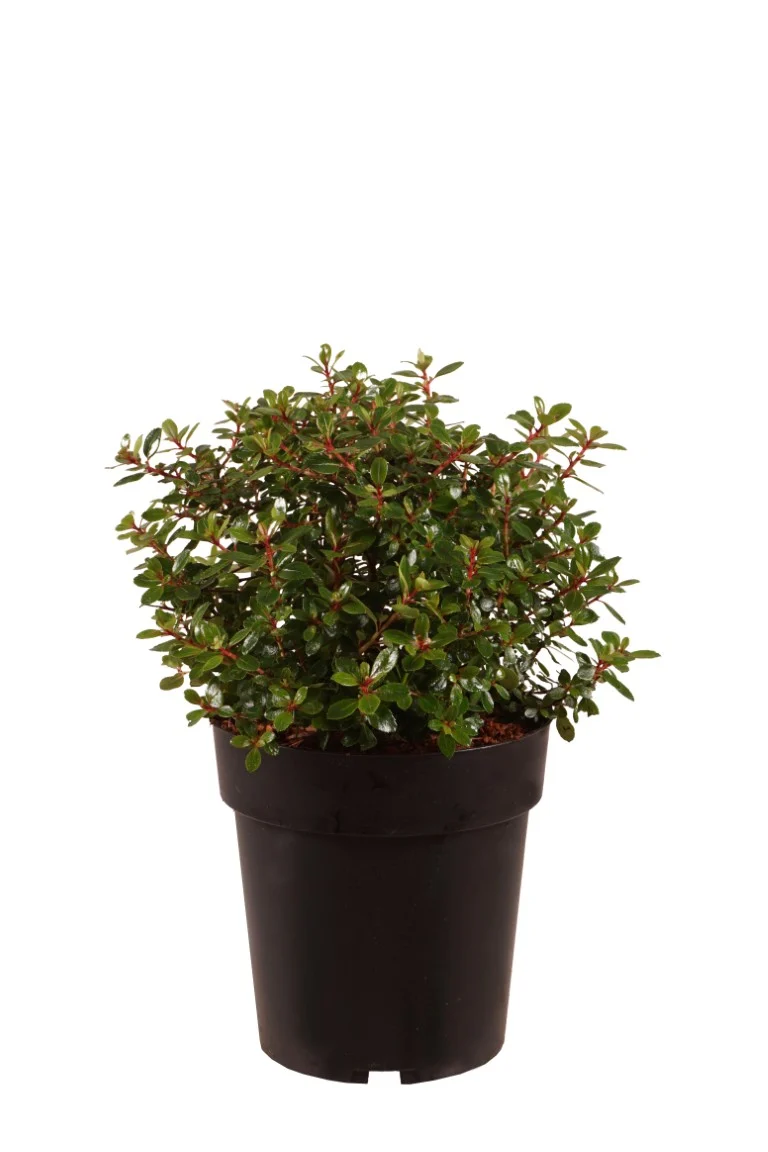 Escallonia 'Red Dream' C3 (3 liters kruka) 30-40 cm