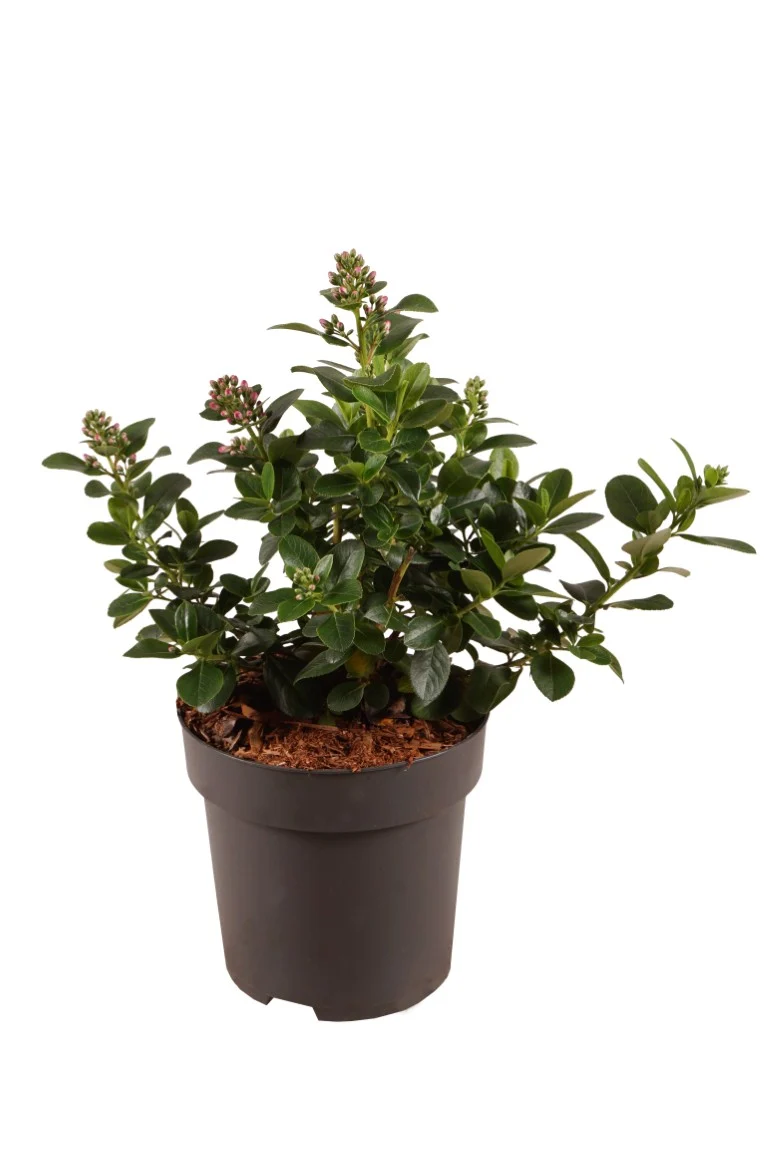 Escallonia 'Pink Elle' C3 (3 liters kruka) 30-40 cm