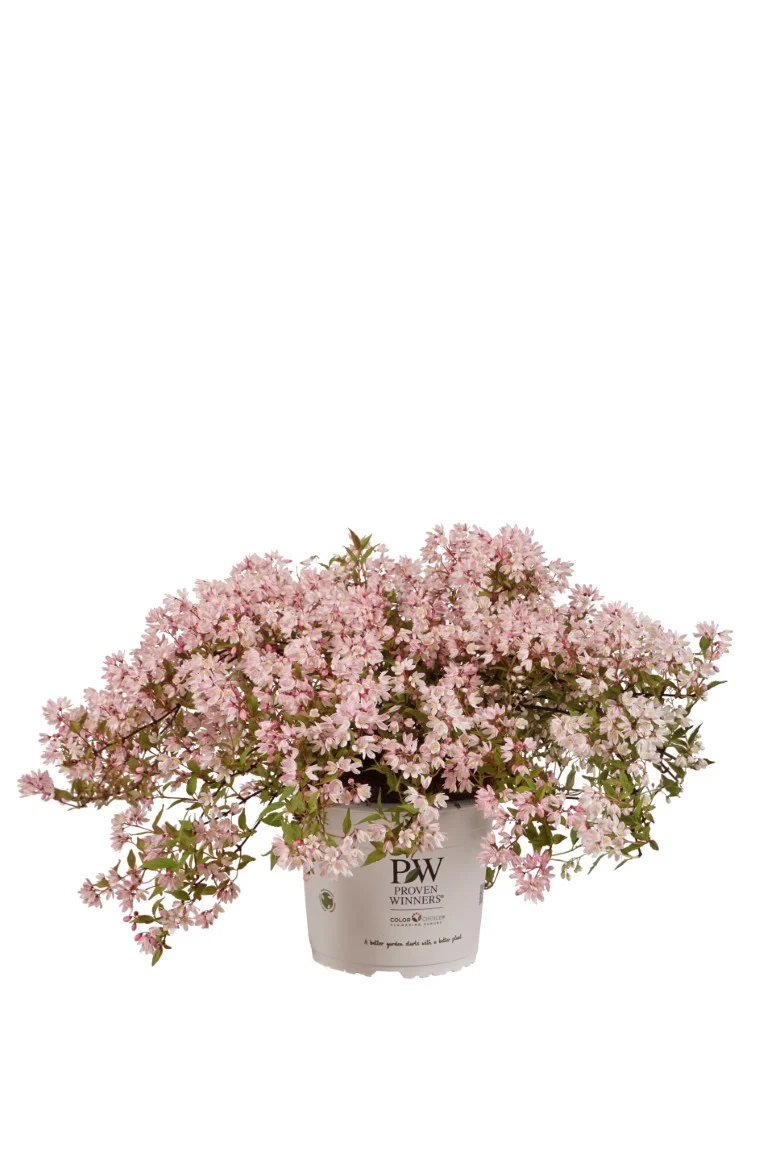 Deutzia Yuki 'Cherry Blossom' C5 (5 liters kruka) 40-50 cm