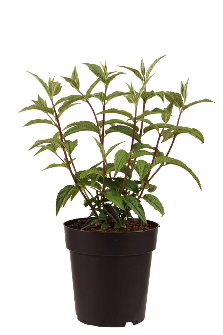 Deutzia hybrida 'Mont Rose' C3 (3 liters kruka) 30-40 cm