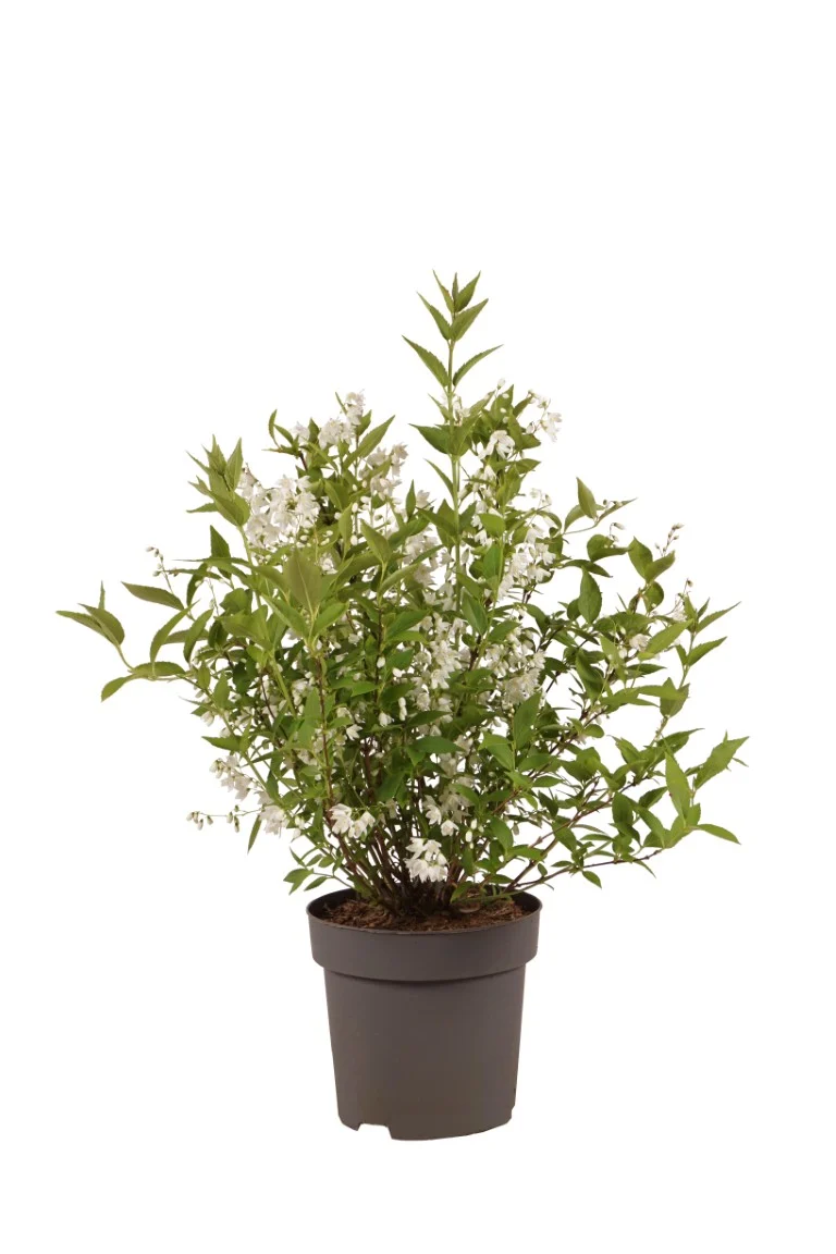 Deutzia gracilis C3 (3 liters kruka) 30-40 cm