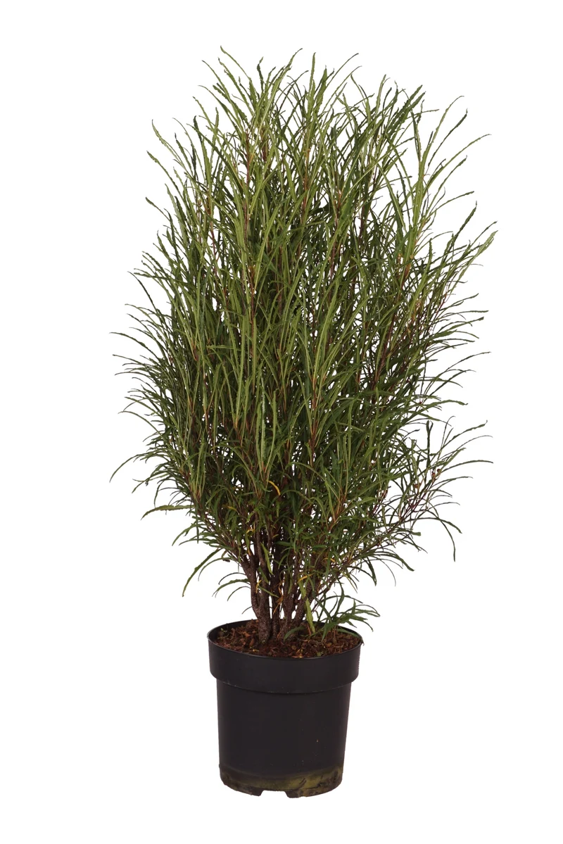 Frangula alnus 'Ron Williams' C5 (5 liters kruka) 40-60 cm