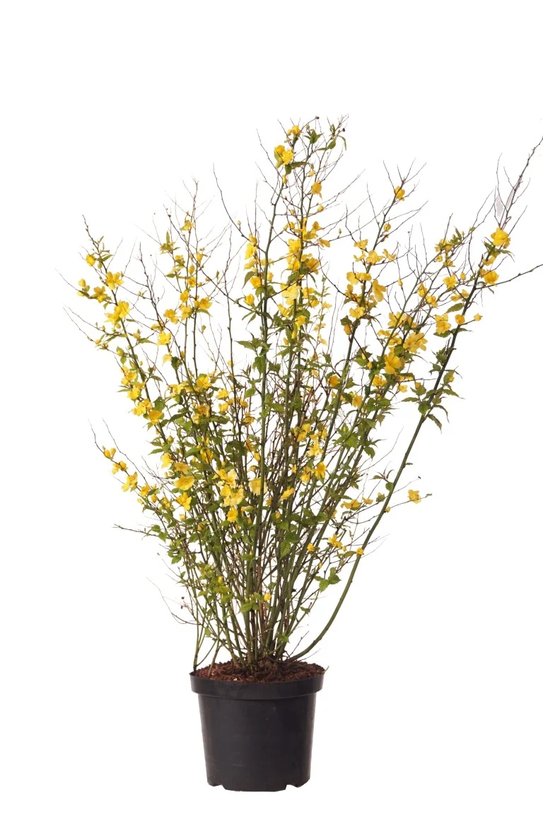 Kerria jap. 'Golden Guinea' C10 (10 liters kruka) 80-100 cm