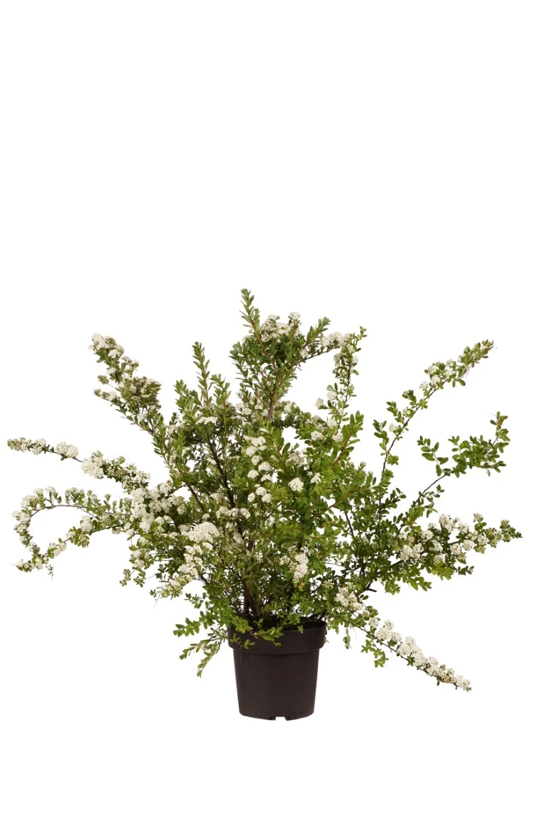 Spiraea nipp. 'Snowmound' C5 (5 liters kruka) 50-60 cm