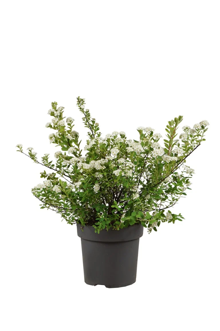 Spiraea nipp. 'Snowmound' C3 (3 liters kruka) 30-40 cm