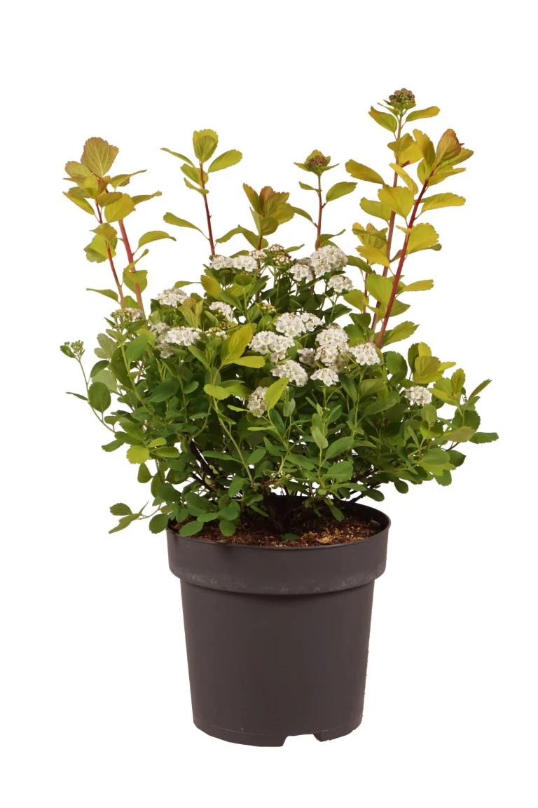 Spiraea betulifolia 'Tor Gold' C3 (3 liters kruka) 30-40 cm