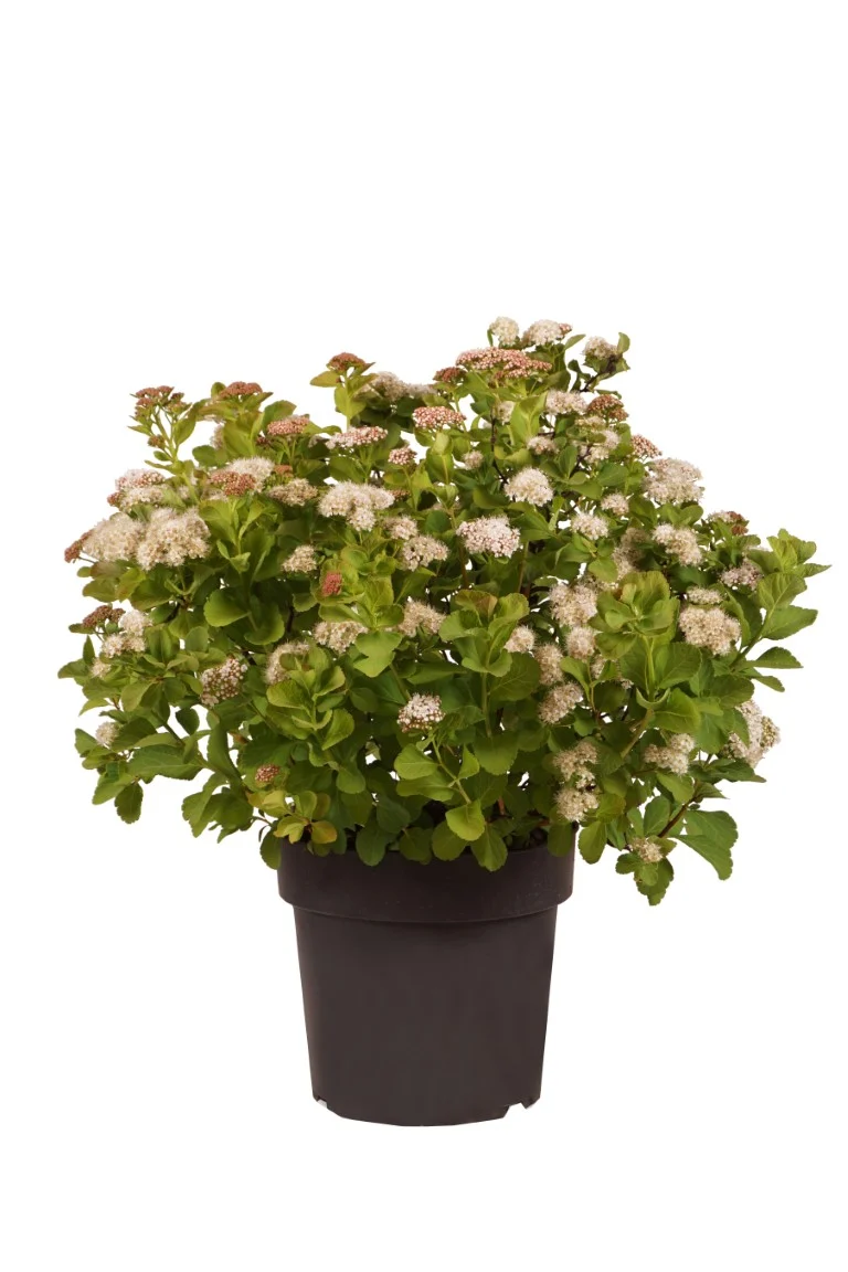 Spiraea betulifolia 'Tor' C5 (5 liters kruka) 25-30 cm