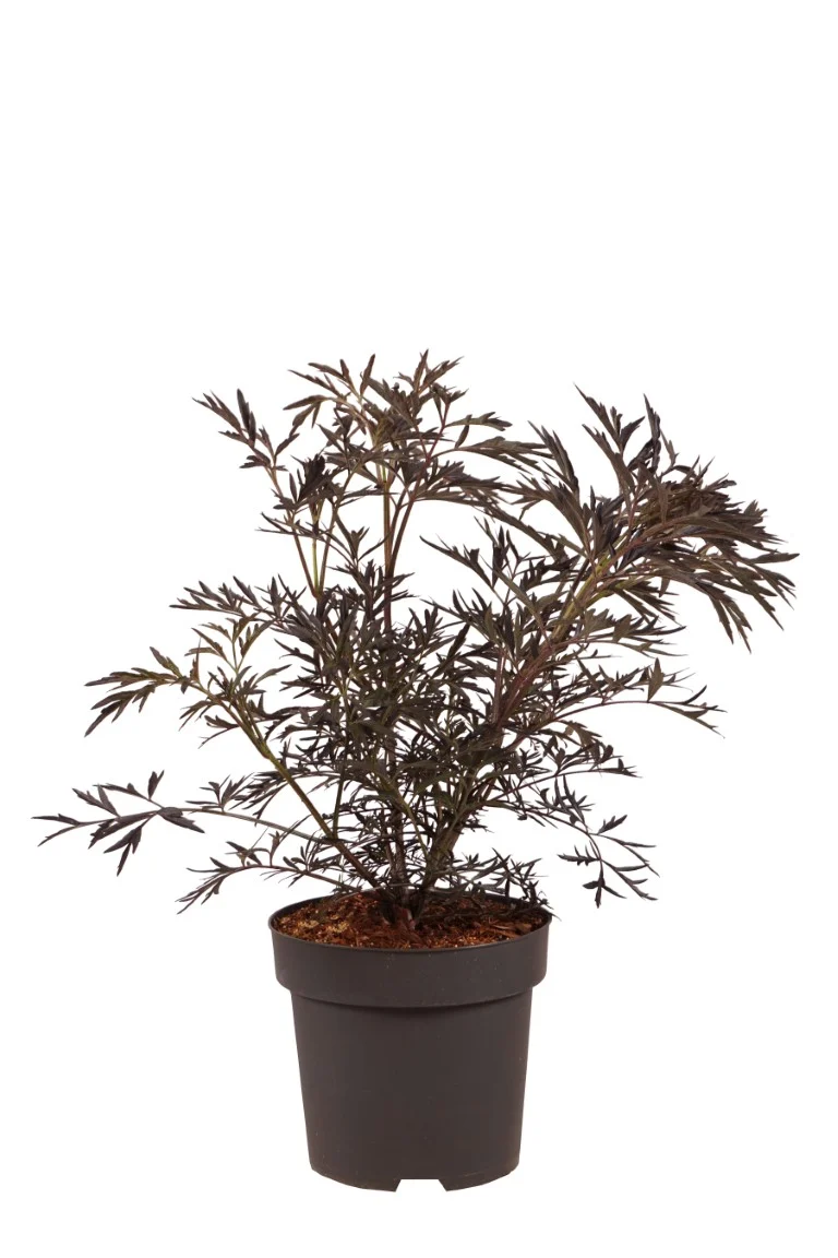 Sambucus nigra 'Black Lace' C3 (3 liters kruka) 30-40 cm