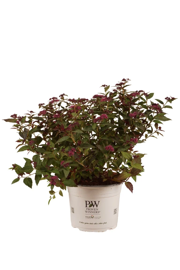 Spiraea jap. 'Double Play'® Artist C4 (4 liters kruka) 30-40 cm