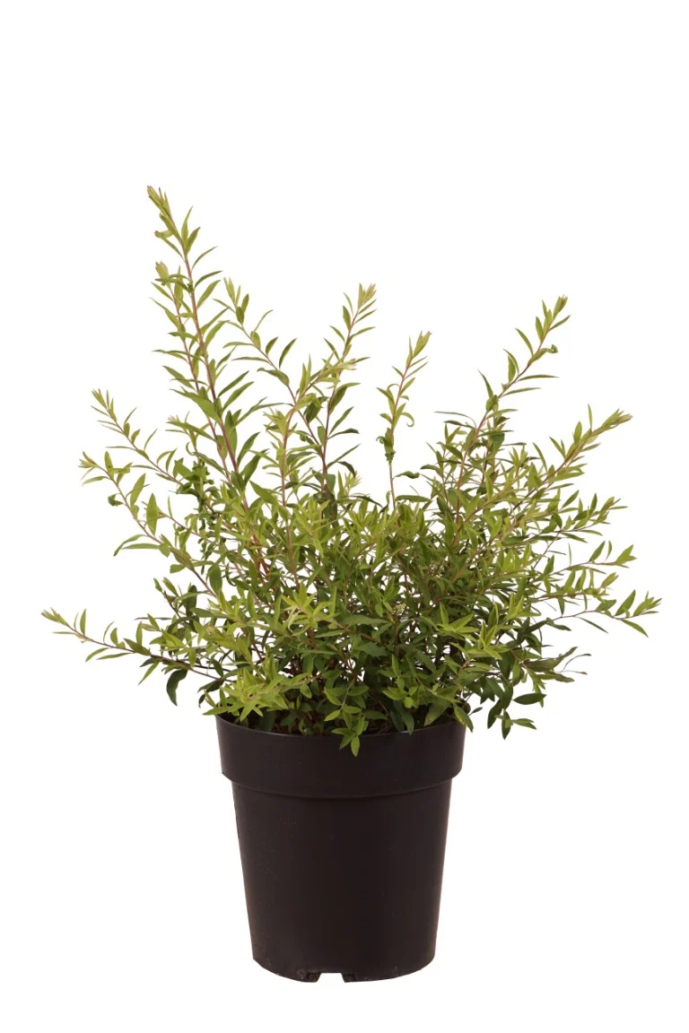 Spiraea cinerea 'Grefsheim' C3 (3 liters kruka) 30-40 cm