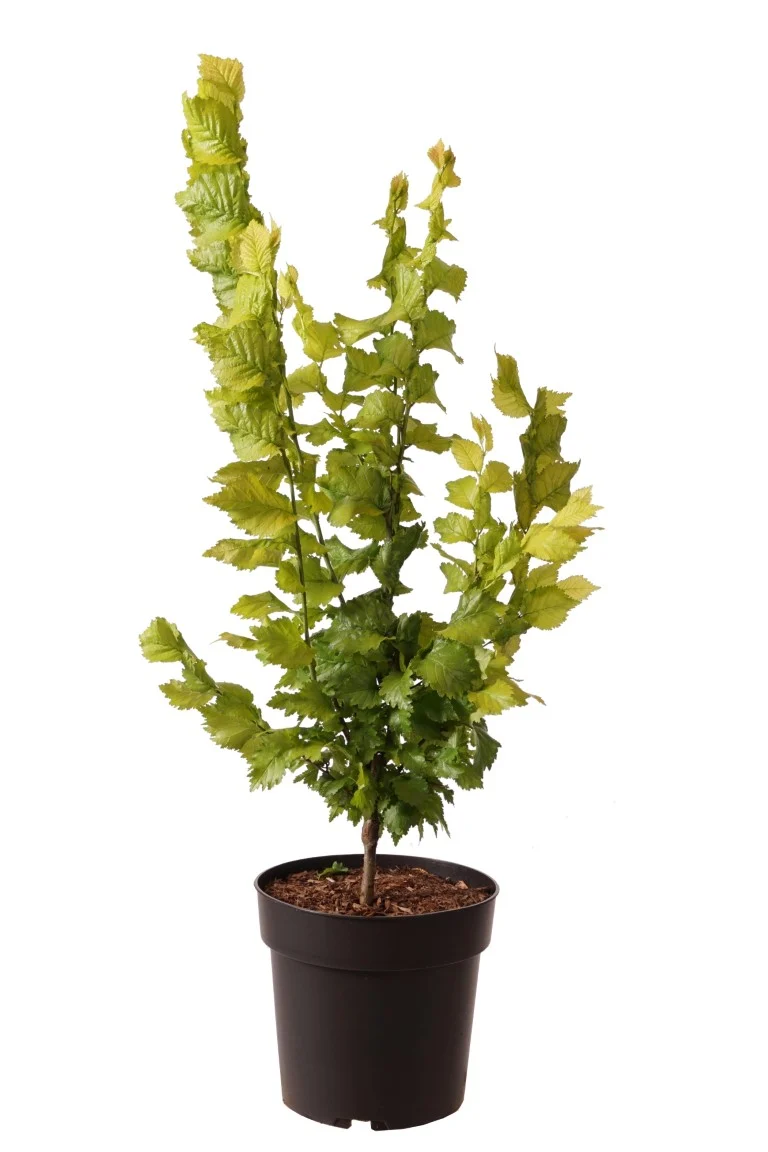 Ulmus holl. 'Wredei' C5 (5 liters kruka) 60-80 cm