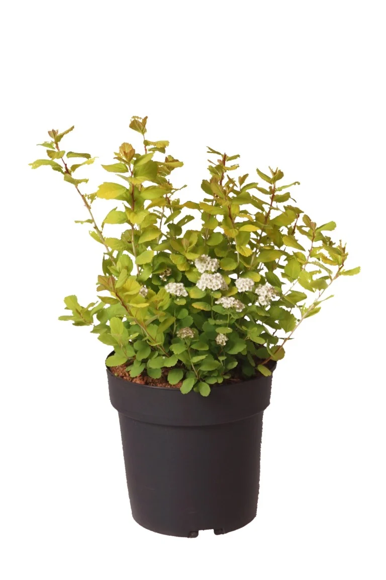 Spiraea betulifolia 'Tor Gold' C5 (5 liters kruka) 25-30 cm