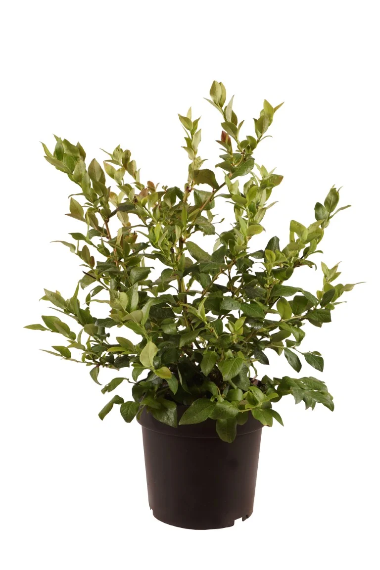 Vaccinium cor. 'Northland' (tidig) C5 (5 liters kruka) 50-60 cm