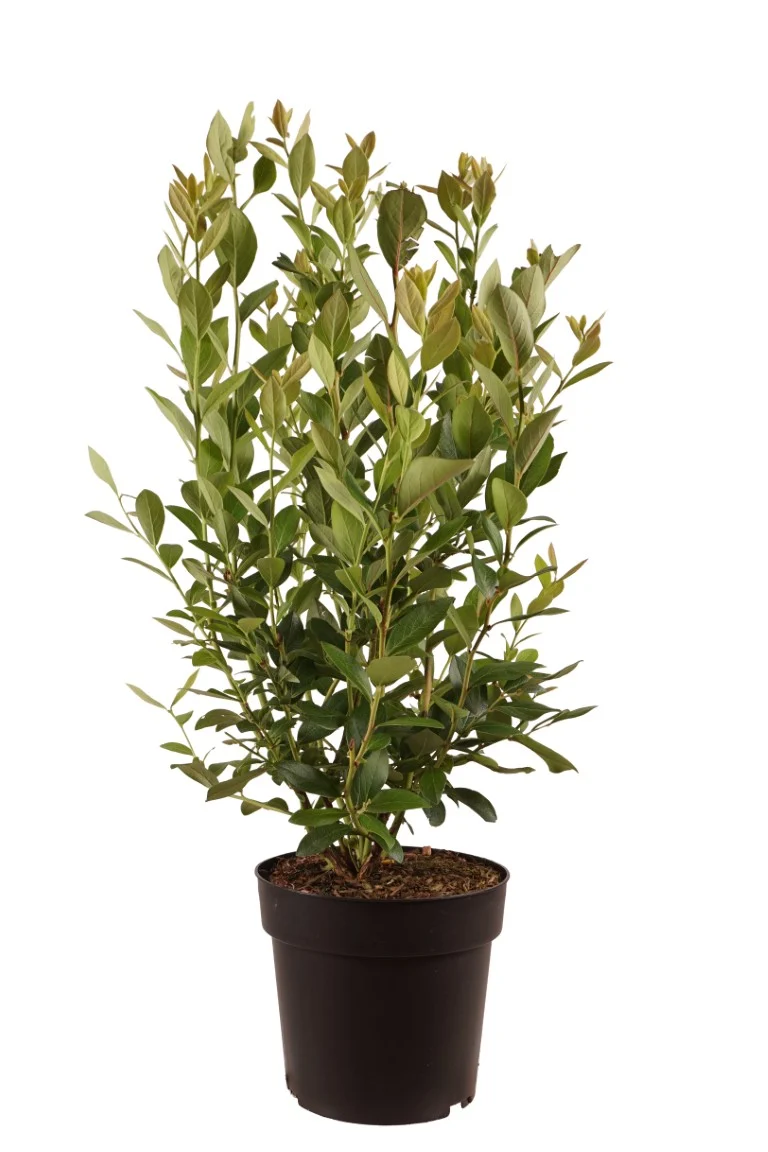 Vaccinium cor. 'Goldtraube 23' C5 (5 liters kruka) 50-60 cm