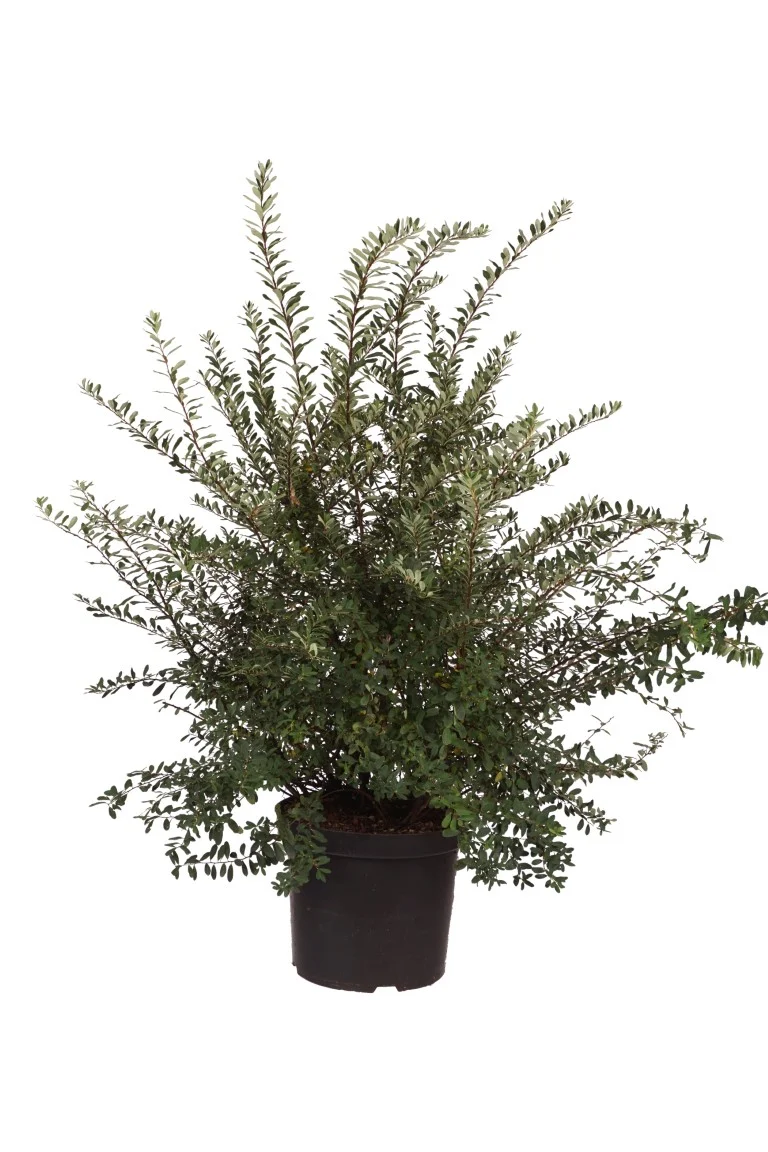 Spiraea vanhouttei C10 (10 liters kruka) 80-100 cm