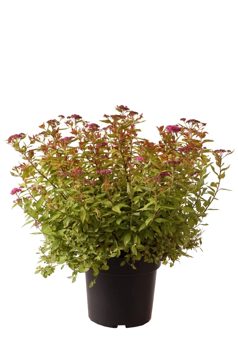 Spiraea japonica 'Tessa'® C4 (4 liters kruka) 30-40 cm