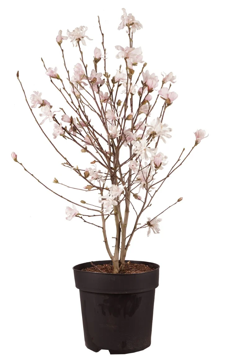 Magnolia stellata C18 (18 liters kruka) 80-100 cm