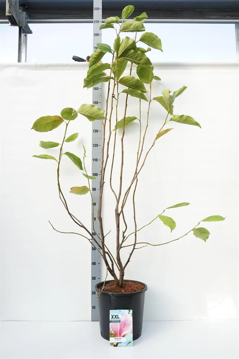 Magnolia stellata 'Rubra' C18 (18 liters kruka) 100-125 cm