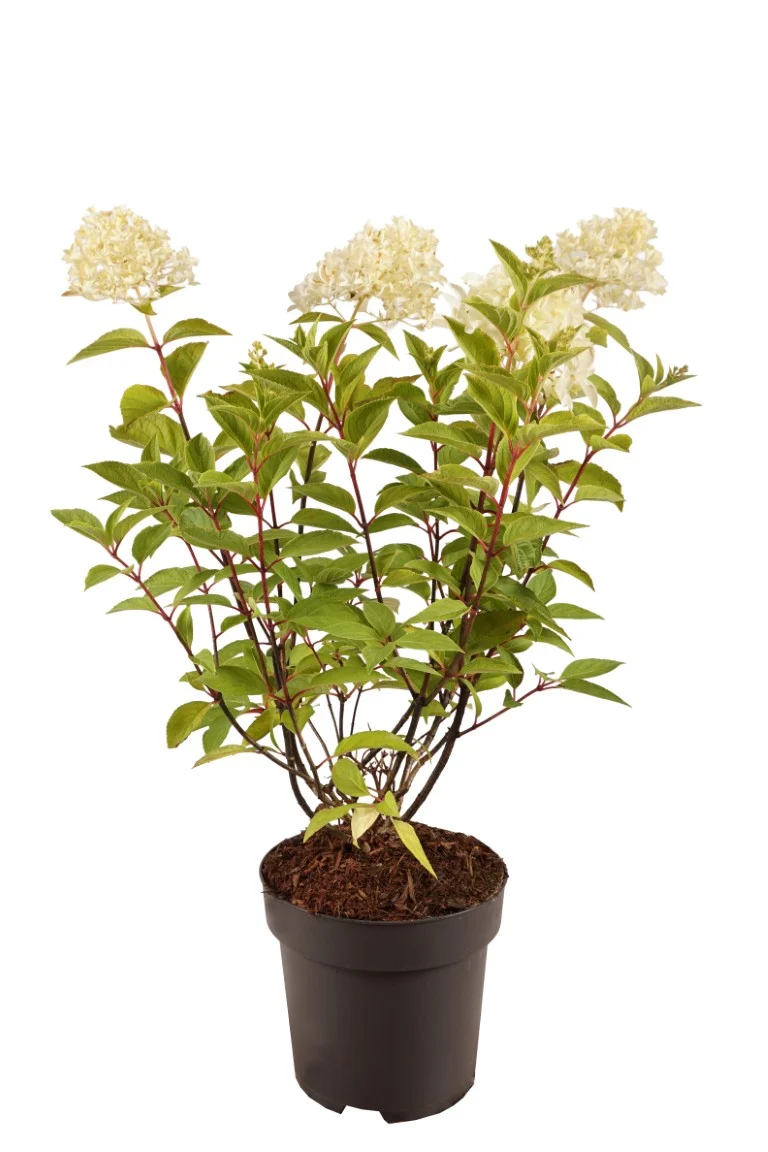 Hydrangea pan. 'Skyfall'® C3 (3 liters kruka) 30-40 cm