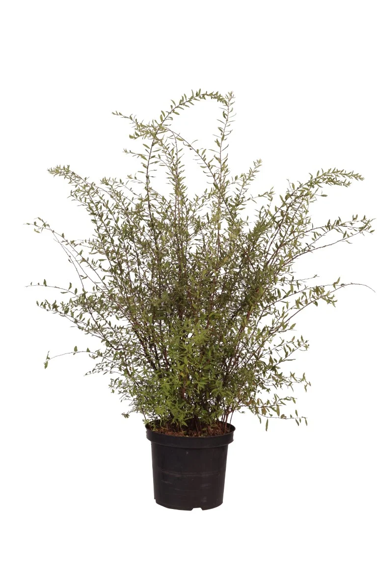 Spiraea cinerea 'Grefsheim' C10 (10 liters kruka) 80-100 cm
