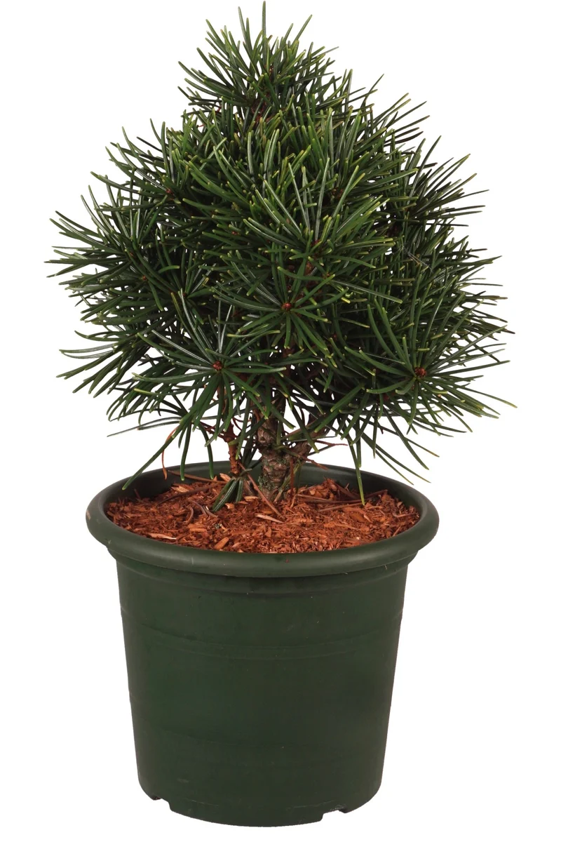 Sciadopitys vert. 'Koja Maki' C5 (5 liters kruka) 30-40 cm