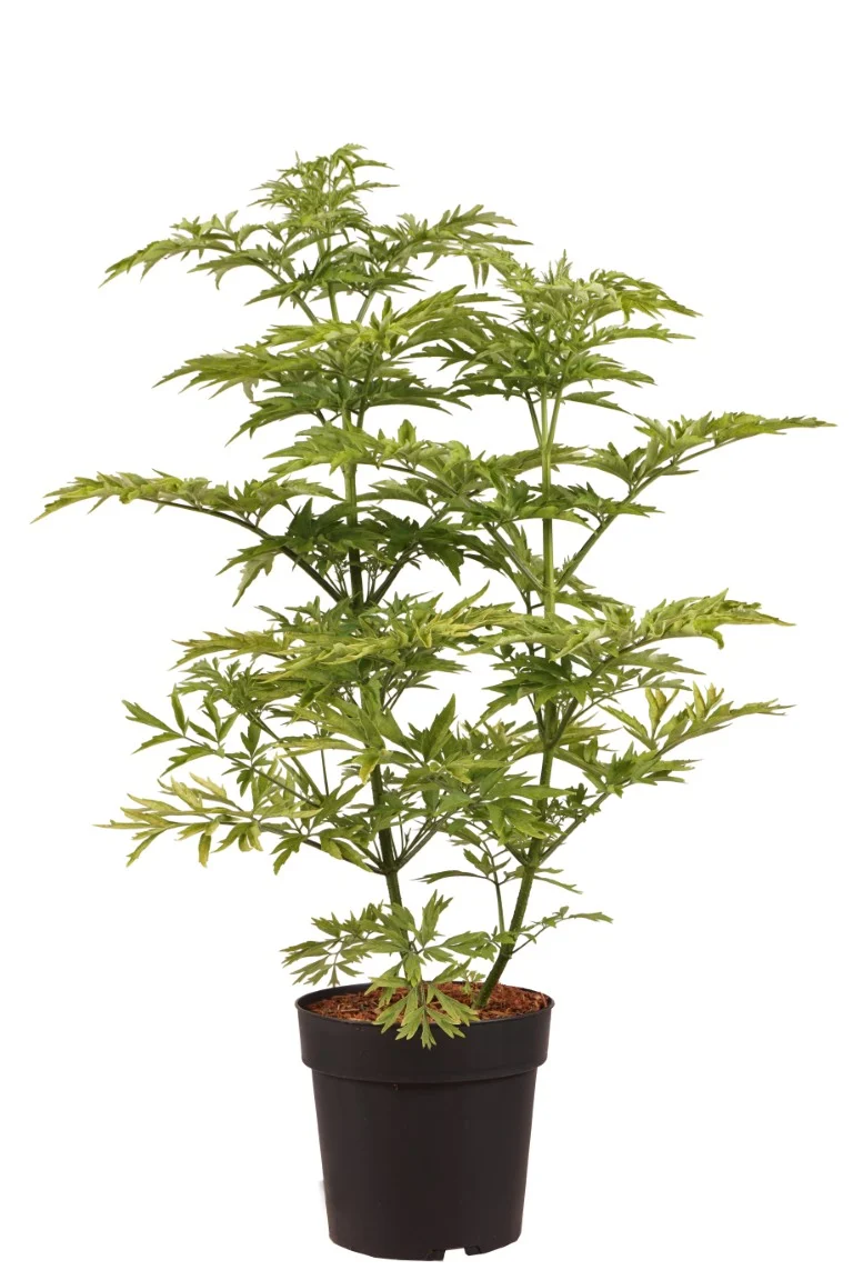 Sambucus racemosa 'Sutherland Gold' C5 (5 liters kruka) 50-60 cm