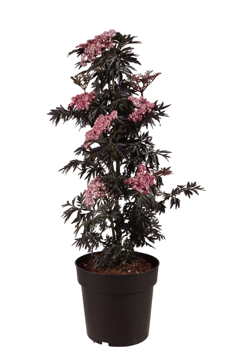 Sambucus nigra 'Laced Up'® C5 (5 liters kruka) 50-60 cm