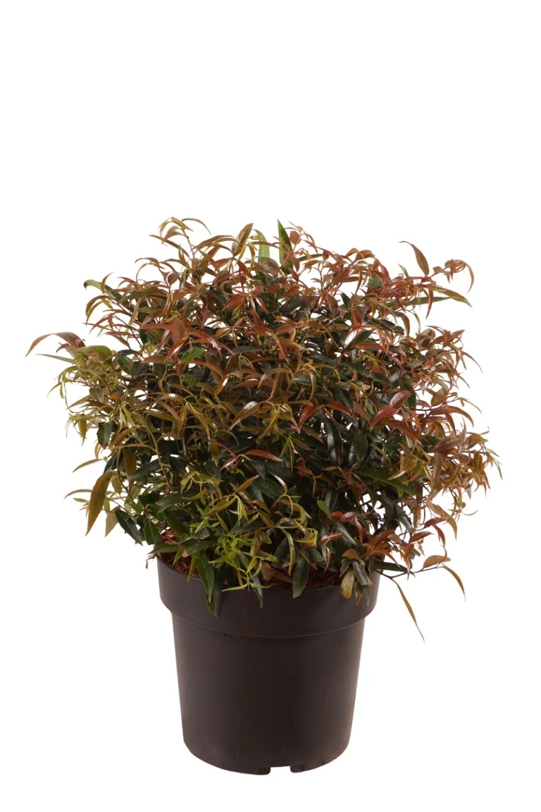 Leucothoe keiskei 'Burning Love' 25-30 cm klot C4 (4 liters kruka)