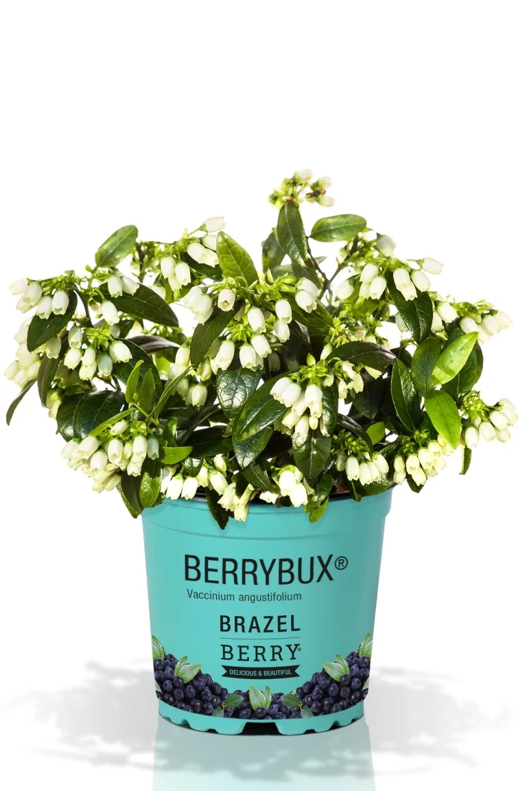 Vaccinium BrazelBerry® 'Berry Bux'® 10,5 cm kruka