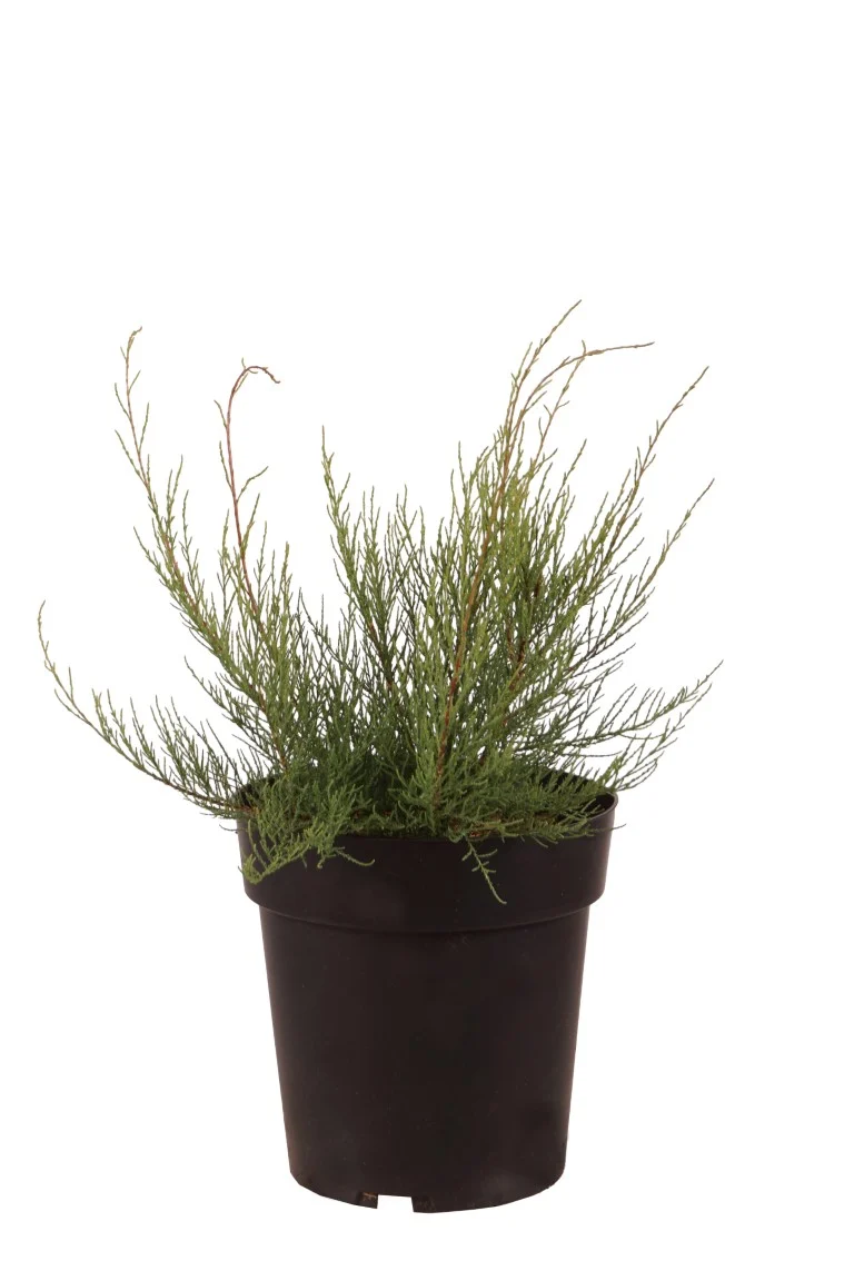 Tamarix parviflora C3 (3 liters kruka) 30-40 cm