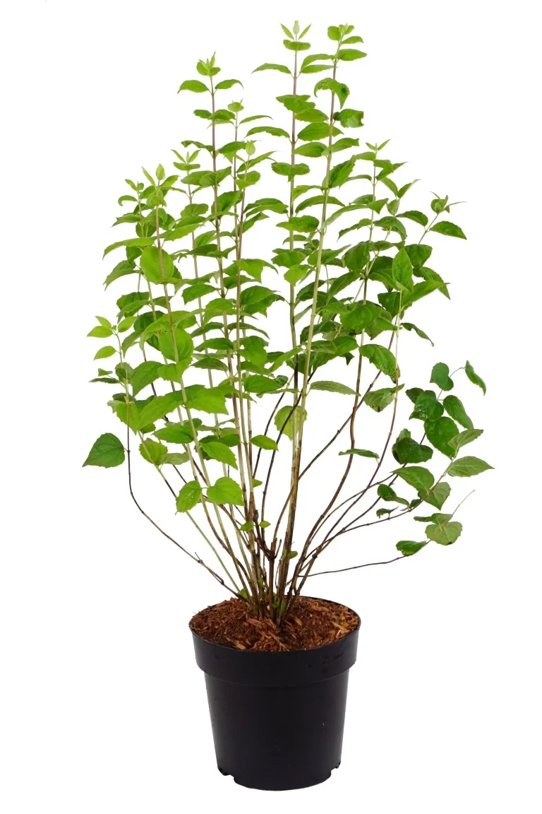 Philadelphus 'Minnesota Snowflake' C4 (4 liters kruka) 60-80 cm