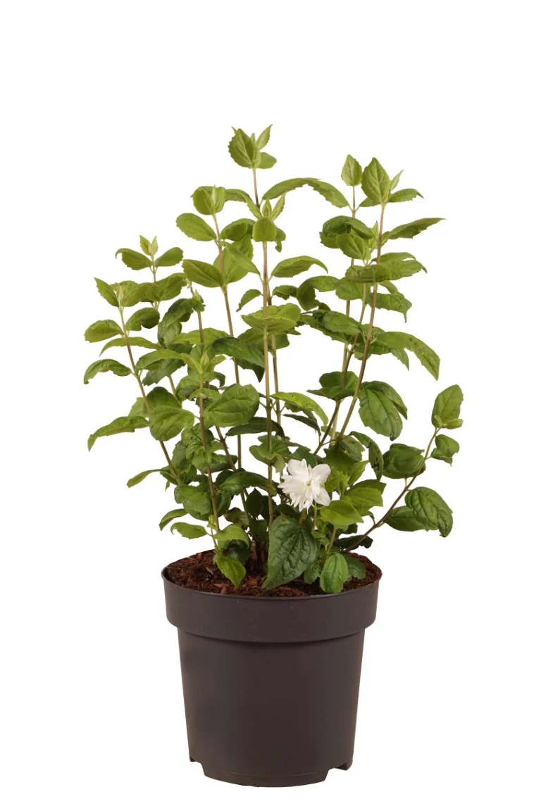 Philadelphus 'Minnesota Snowflake' C3 (3 liters kruka) 30-40 cm