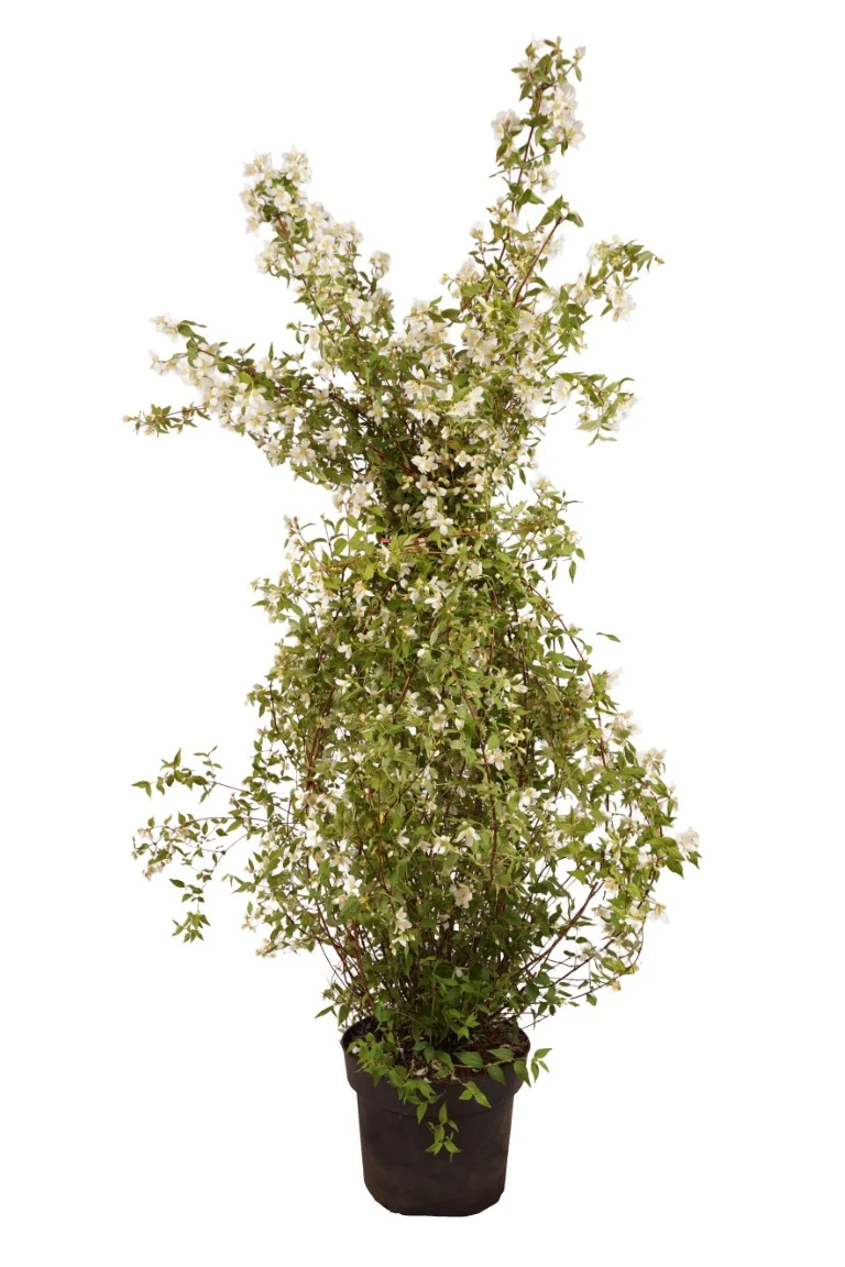 Philadelphus 'Lemoinei' C10 (10 liters kruka) 80-100 cm