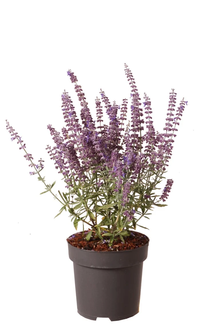 Perovskia atripl. 'Prime Time' C3 (3 liters kruka) 30-40 cm