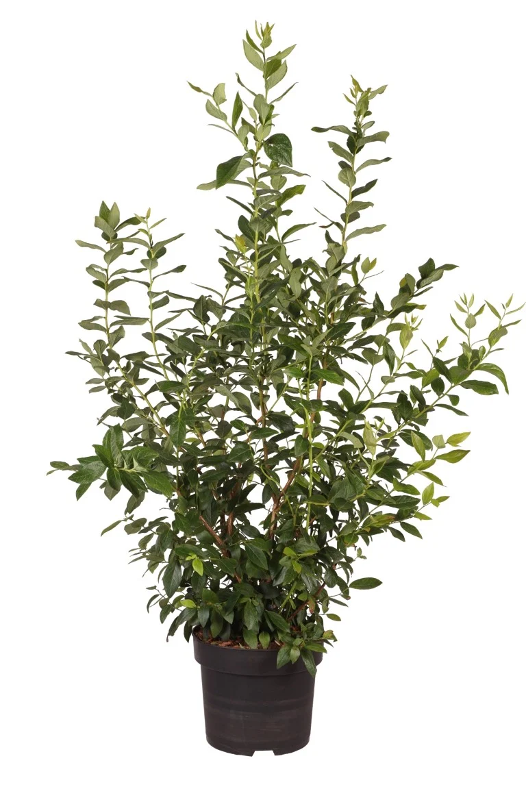 Vaccinium cor. 'Goldtraube 23' 80-100 cm C10 (10 liters kruka)
