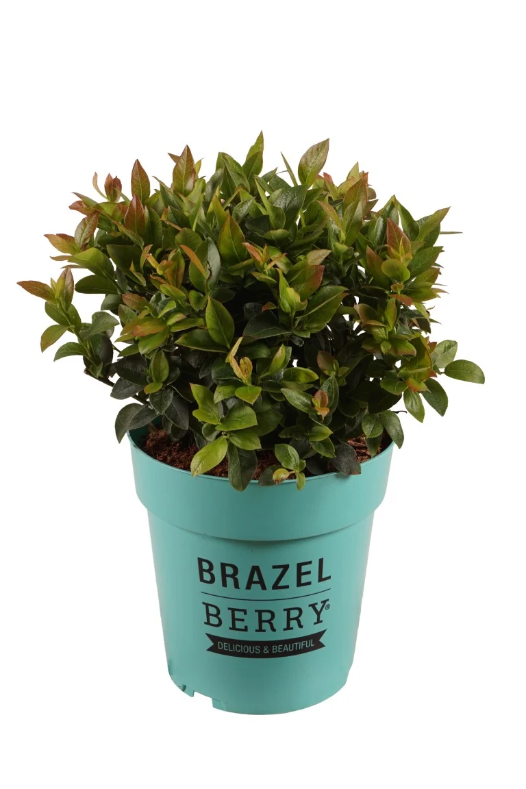 Vaccinium BrazelBerry® Jelly Bean® C3 (3 liters kruka) 20-25 cm