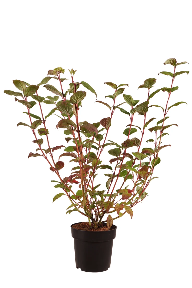 Cornus alba 'Sibirica' 50-60 cm, C5 (5 liters kruka)