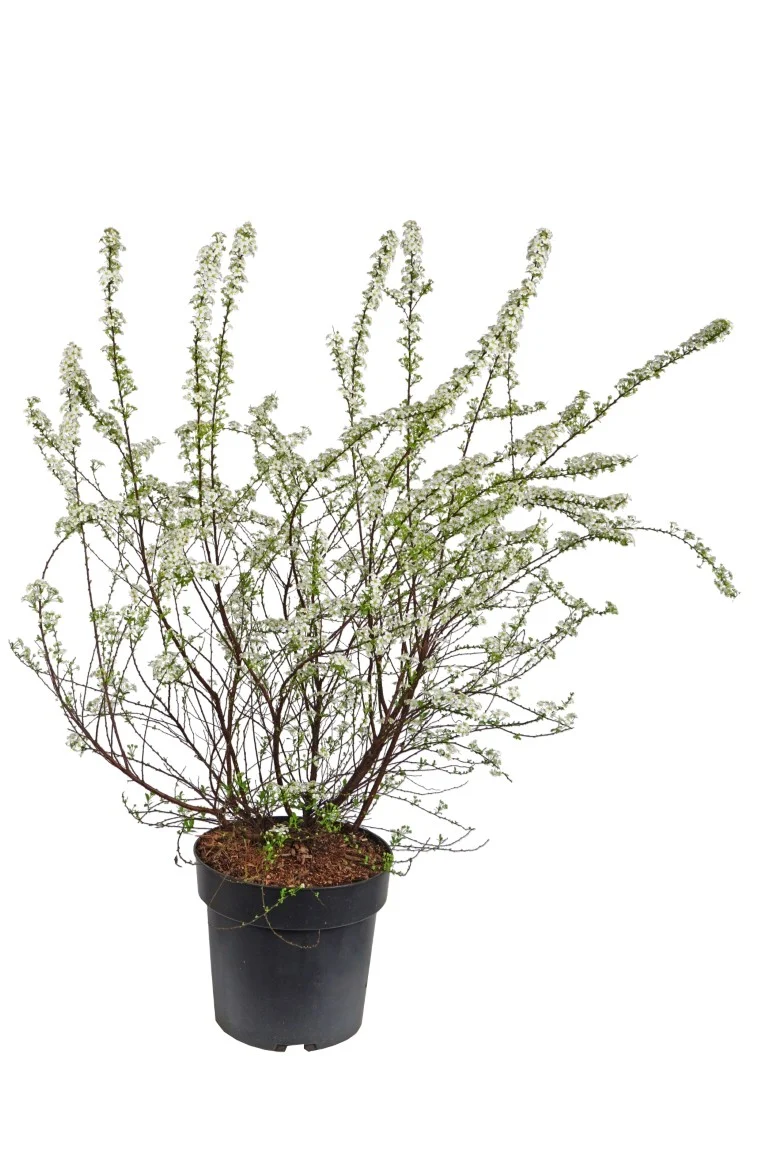 Spiraea arguta 50-60 cm, C5 (5 liters kruka)