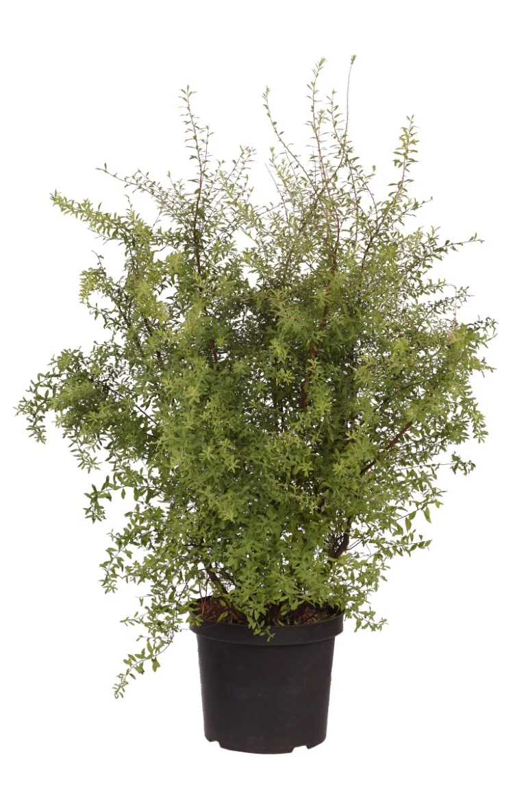 Spiraea arguta C10 (10 liters kruka) 80-100 cm