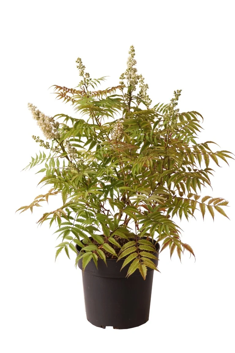 Sorbaria sorb. 'Sem' C4 (4 liters kruka) 30-40 cm