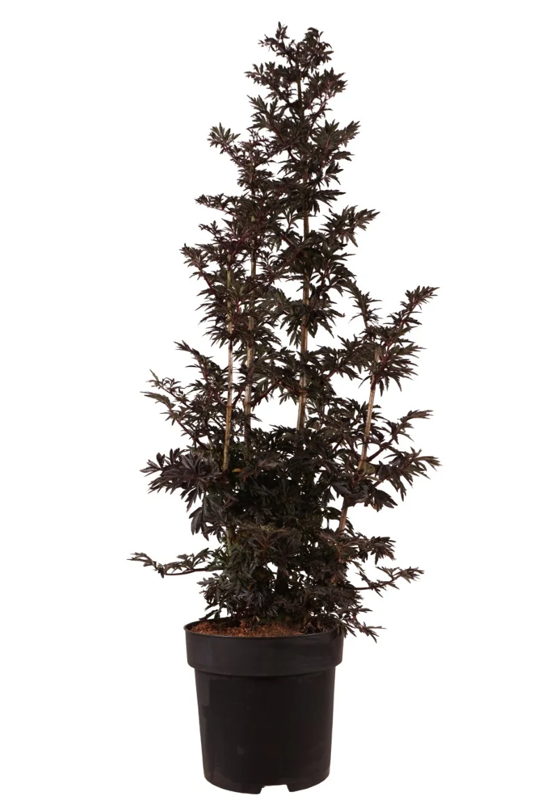 Sambucus nigra 'Laced Up'® C10 (10 liters kruka) 80-100 cm