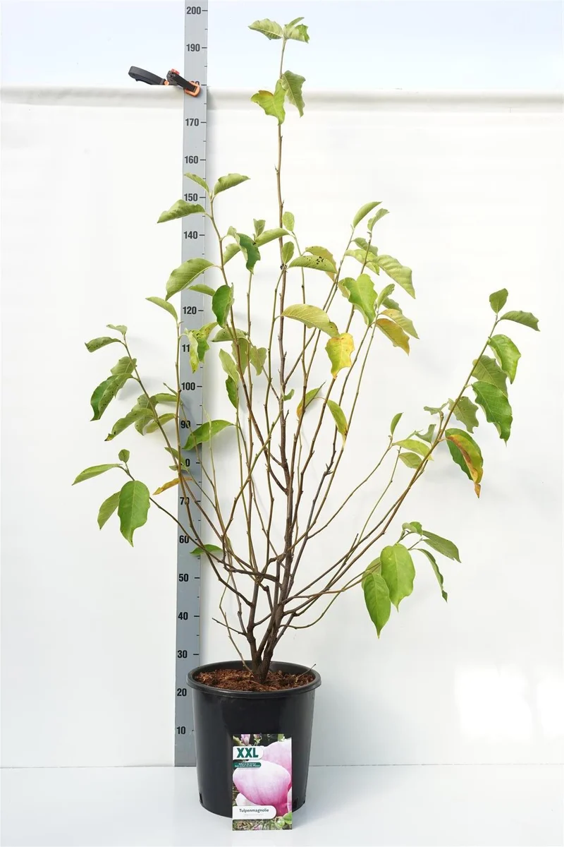 Magnolia soulangeana C18 (18 liters kruka) 100-125 cm