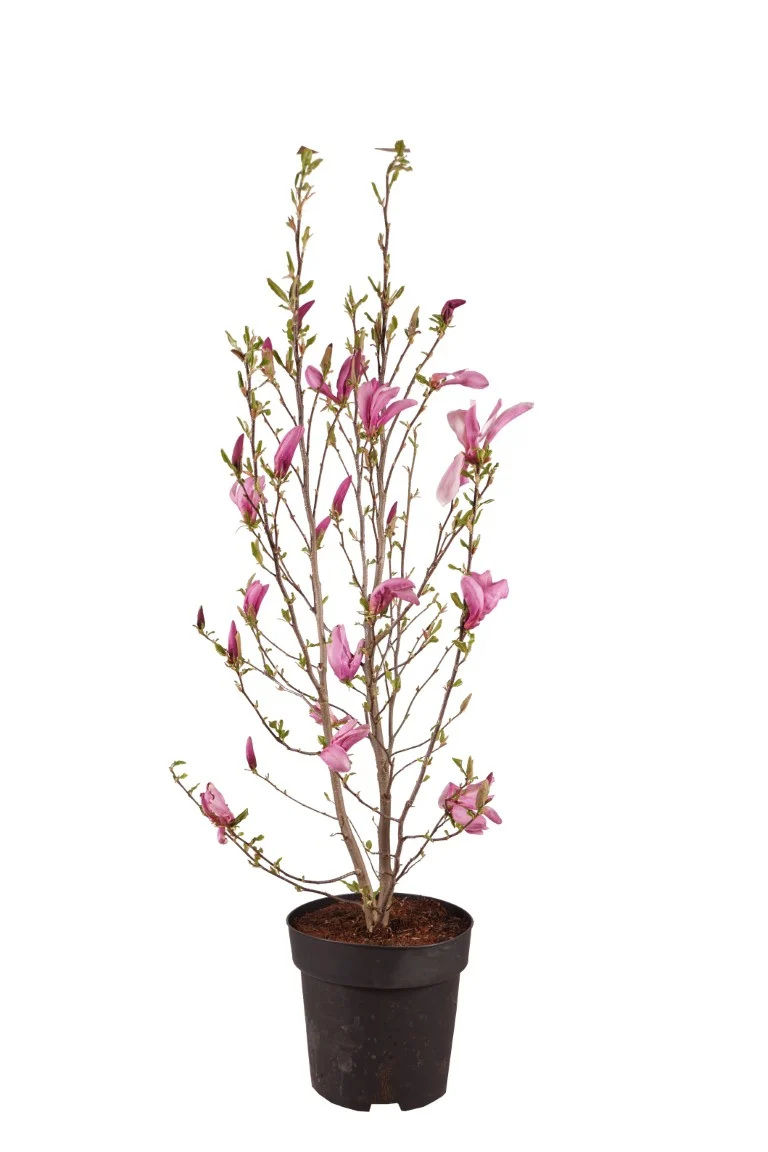 Magnolia 'Betty' C18 (18 liters kruka) 100-125 cm