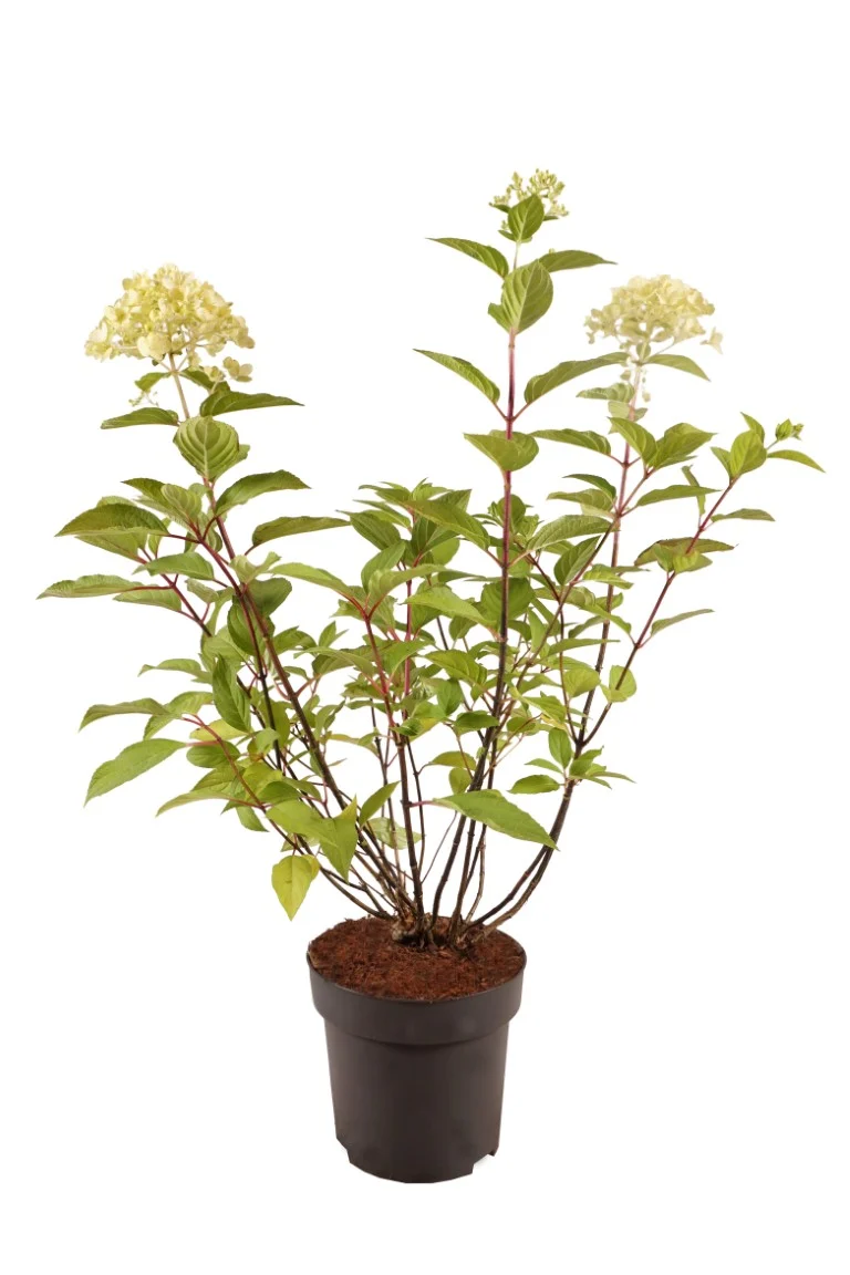 Hydrangea pan. 'Phantom' C3 (3 liters kruka) 30-40 cm