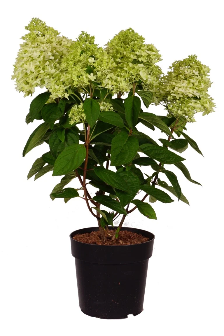 Hydrangea pan. 'Mag. Kilimajaro'® 50-60 cm C5 (5 liters kruka)