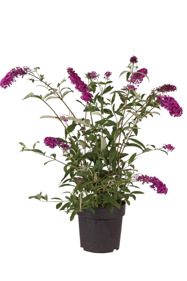 Buddleja d. 'Royal Red' C4 (4 liters kruka)