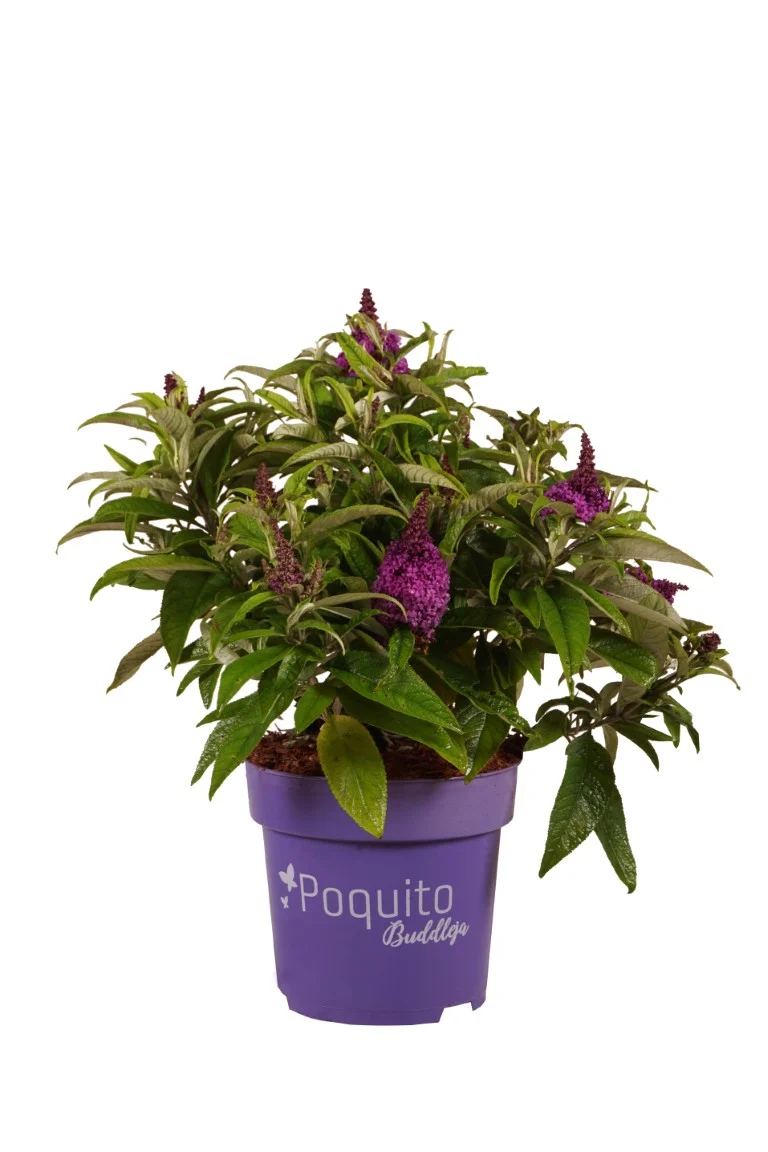 Buddleja d. 'Purple Dawn'® C4 (4 liters kruka)